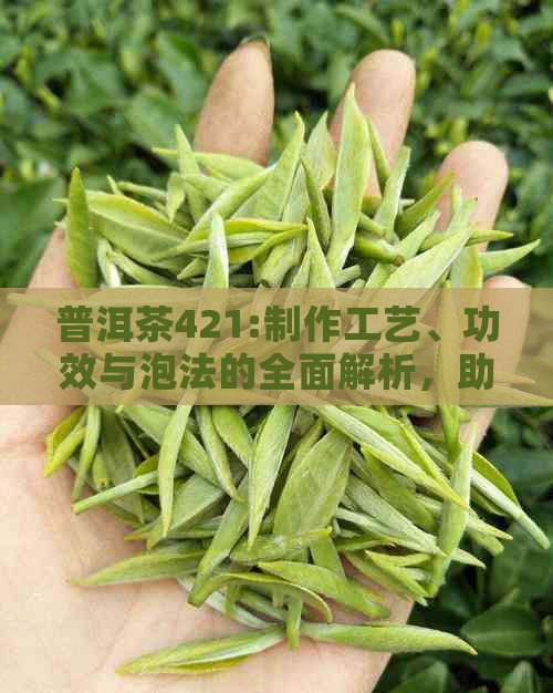 普洱茶421:制作工艺、功效与泡法的全面解析，助您成为普洱茶专家