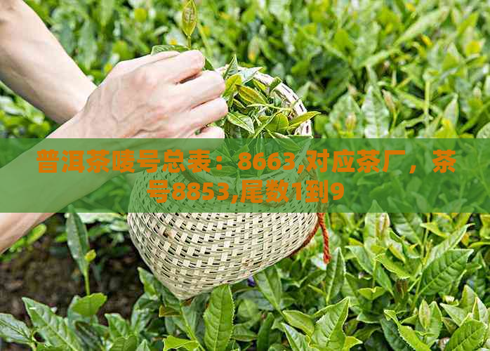 普洱茶唛号总表：8663,对应茶厂，茶号8853,尾数1到9