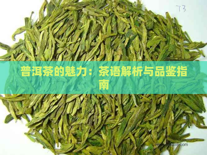 普洱茶的魅力：茶语解析与品鉴指南