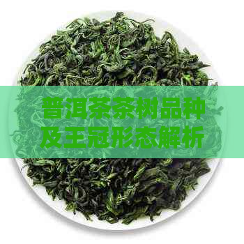 普洱茶茶树品种及王冠形态解析