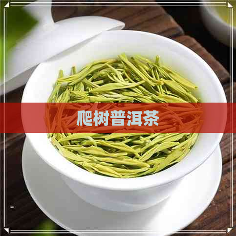 爬树普洱茶