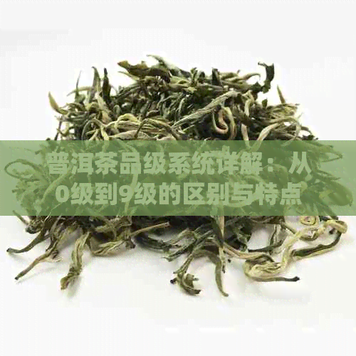 普洱茶品级系统详解：从0级到9级的区别与特点