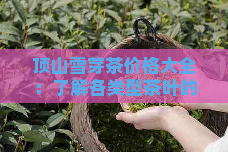 顶山雪芽茶价格大全：了解各类型茶叶的最新市场价，购买更划算！