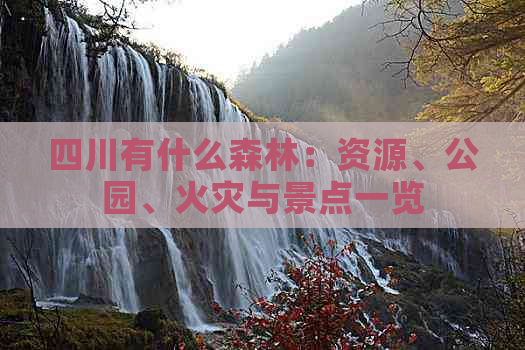 四川有什么森林：资源、公园、火灾与景点一览