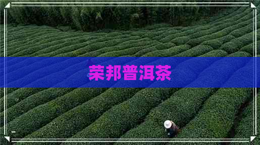 荣邦普洱茶