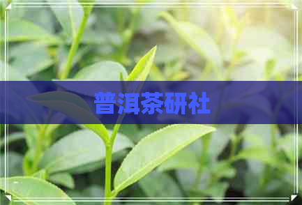 普洱茶研社