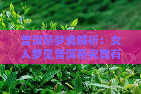 普洱茶梦境解析：女人梦见普洱茶究竟有何含义？