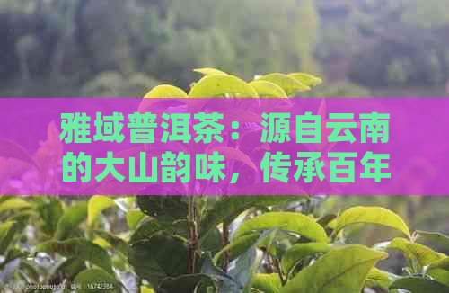 雅域普洱茶：源自云南的大山韵味，传承百年古树的独特风味