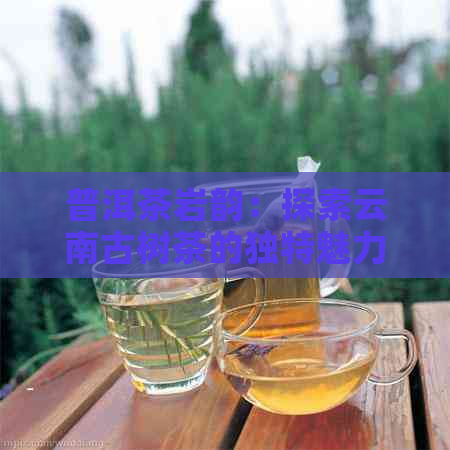 普洱茶岩韵：探索云南古树茶的独特魅力与文化底蕴