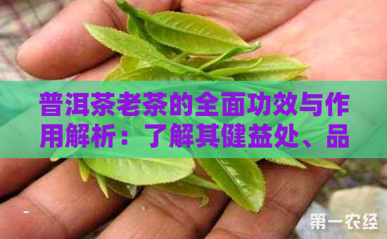 普洱茶老茶的全面功效与作用解析：了解其健益处、品饮技巧与适用人群