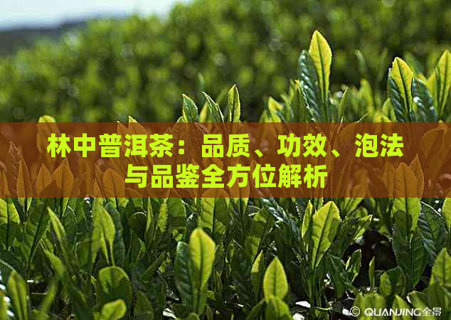 林中普洱茶：品质、功效、泡法与品鉴全方位解析