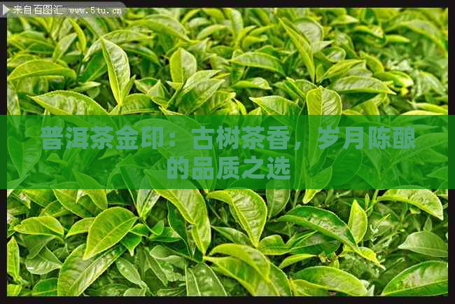 普洱茶金印：古树茶香，岁月陈酿的品质之选