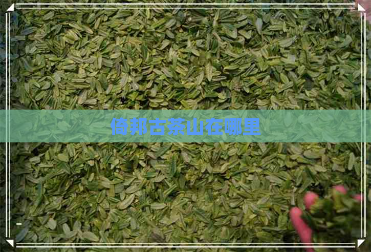 倚邦古茶山在哪里