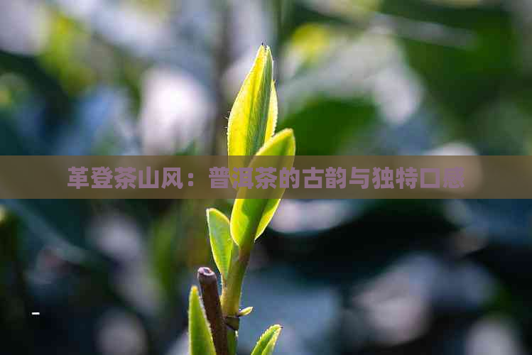 革登茶山风：普洱茶的古韵与独特口感