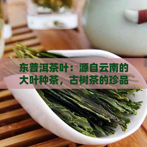 东普洱茶叶：源自云南的大叶种茶，古树茶的珍品与文化传承