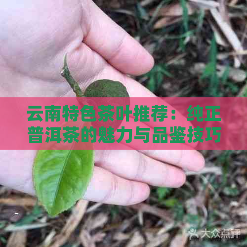 云南特色茶叶推荐：纯正普洱茶的魅力与品鉴技巧