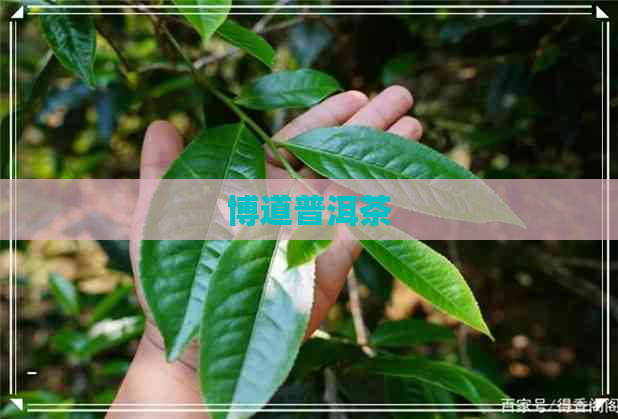 博道普洱茶