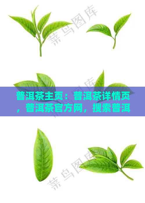 普洱茶主页：普洱茶详情页，普洱茶官方网，搜索普洱茶，普洱茶资讯一览