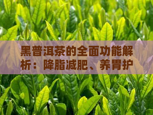 黑普洱茶的全面功能解析：降脂减肥、养胃护肝、抗氧化等多方面的作用