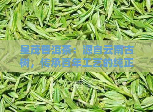 星茂普洱茶：源自云南古树，传承百年工艺的纯正口感