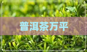 普洱茶万平