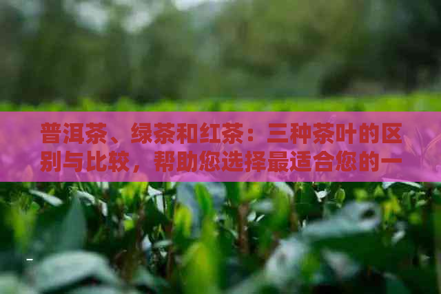 普洱茶、绿茶和红茶：三种茶叶的区别与比较，帮助您选择最适合您的一杯茶