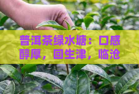 普洱茶绿水塘：口感醇厚，回生津，临沧绿水塘古树普洱茶更是品质上乘。