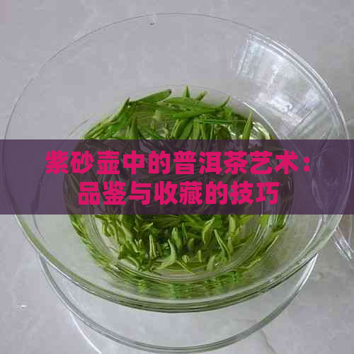 紫砂壶中的普洱茶艺术：品鉴与收藏的技巧