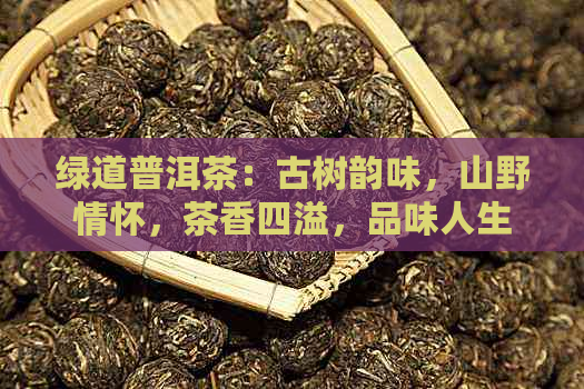 绿道普洱茶：古树韵味，山野情怀，茶香四溢，品味人生