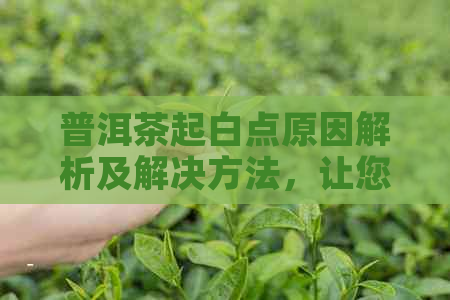 普洱茶起白点原因解析及解决方法，让您全面了解普洱茶白点的相关知识