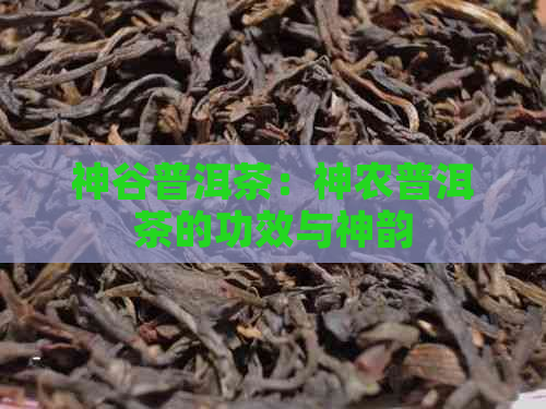 神谷普洱茶：神农普洱茶的功效与神韵