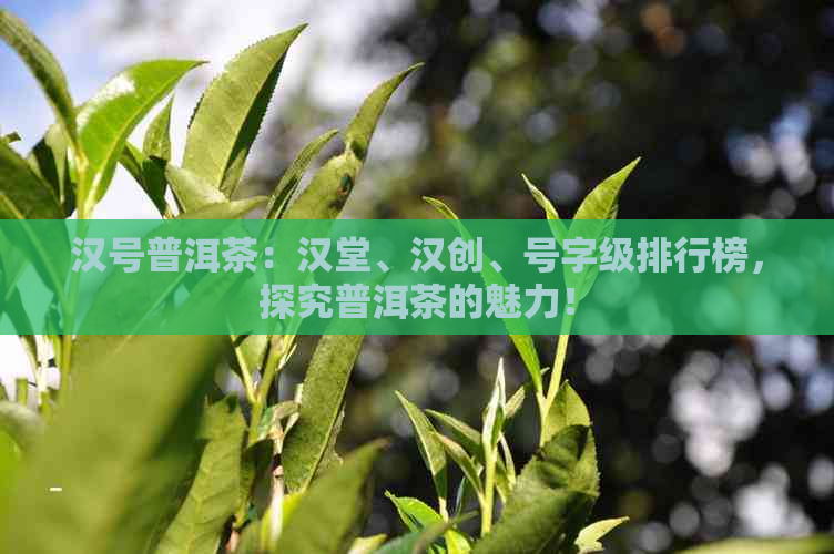 汉号普洱茶：汉堂、汉创、号字级排行榜，探究普洱茶的魅力！