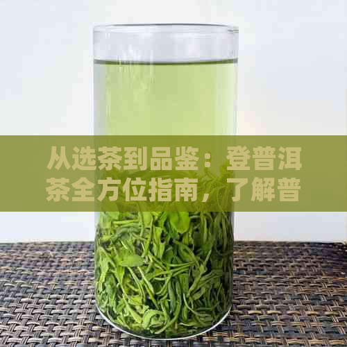 从选茶到品鉴：登普洱茶全方位指南，了解普洱茶的魅力与品饮技巧