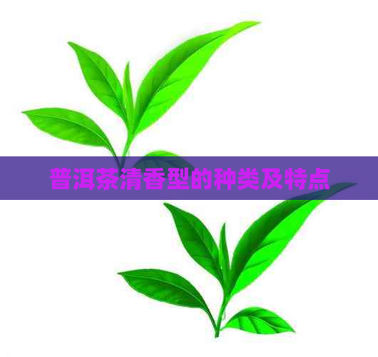 普洱茶清香型的种类及特点