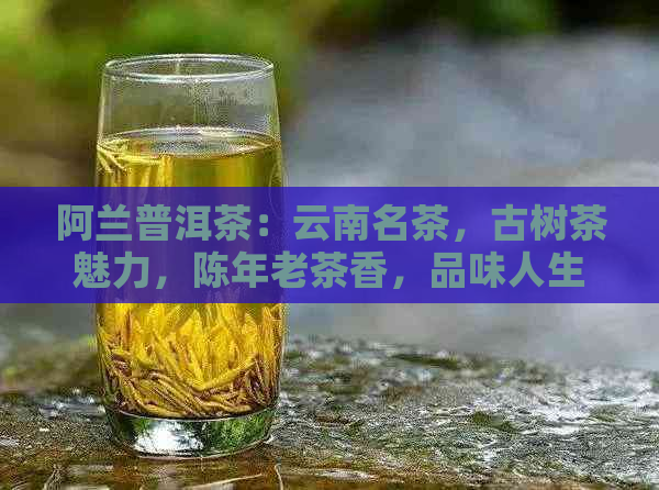 阿兰普洱茶：云南名茶，古树茶魅力，陈年老茶香，品味人生智慧