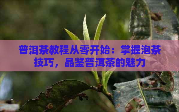 普洱茶教程从零开始：掌握泡茶技巧，品鉴普洱茶的魅力