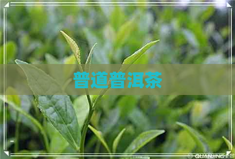 普道普洱茶