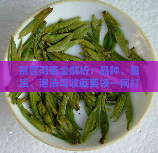 茶普洱茶全解析：品种、品质、泡法与收藏要领一网打尽