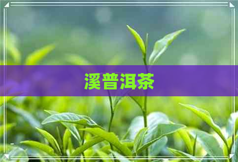 溪普洱茶