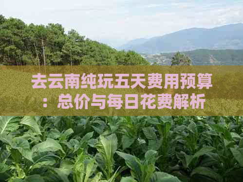 去云南纯玩五天费用预算：总价与每日花费解析