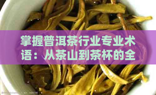 掌握普洱茶行业专业术语：从茶山到茶杯的全方位解析