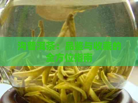 沟普洱茶：品鉴与收藏的全方位指南