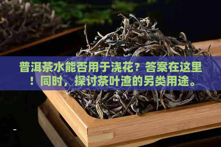 普洱茶水能否用于浇花？答案在这里！同时，探讨茶叶渣的另类用途。