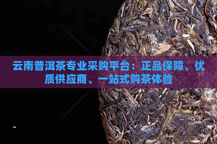 云南普洱茶专业采购平台：正品保障、优质供应商、一站式购茶体验