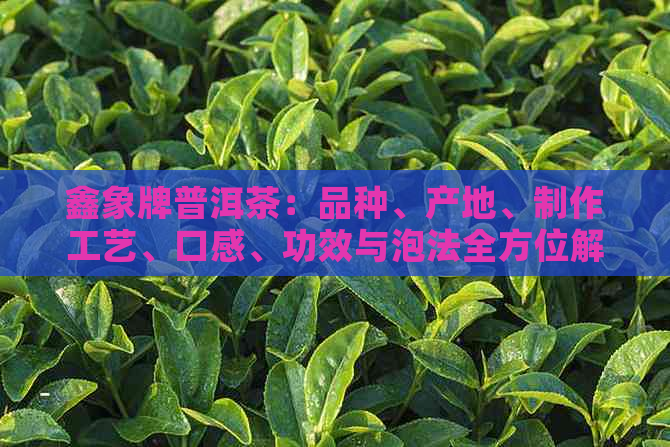 鑫象牌普洱茶：品种、产地、制作工艺、口感、功效与泡法全方位解析