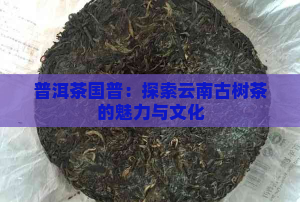 普洱茶国普：探索云南古树茶的魅力与文化