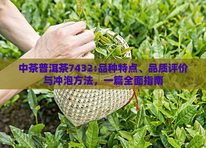 中茶普洱茶7432:品种特点、品质评价与冲泡方法，一篇全面指南