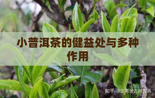 小普洱茶的健益处与多种作用