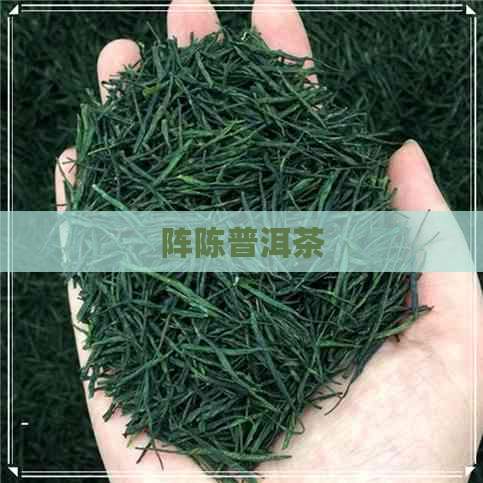 阵陈普洱茶