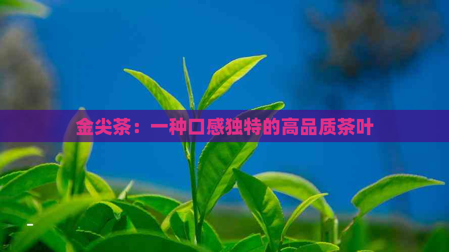 金尖茶：一种口感独特的高品质茶叶